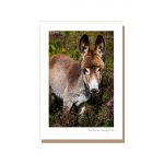 donkey in the west of Ireland