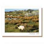 sonas ort card irish sheep connemara
