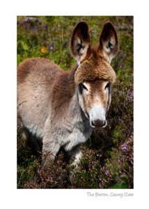 burren donkey, the burren, county clare, ireland, made in ireland, catherine dunne, irish cards, irish greeting cards, irish made cards