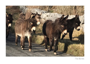 Burren Donkeys